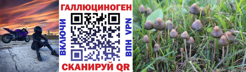 Галлюциногенные грибы Psilocybine cubensis  Ставрополь 